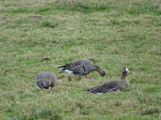 双星潜力 双星潜力